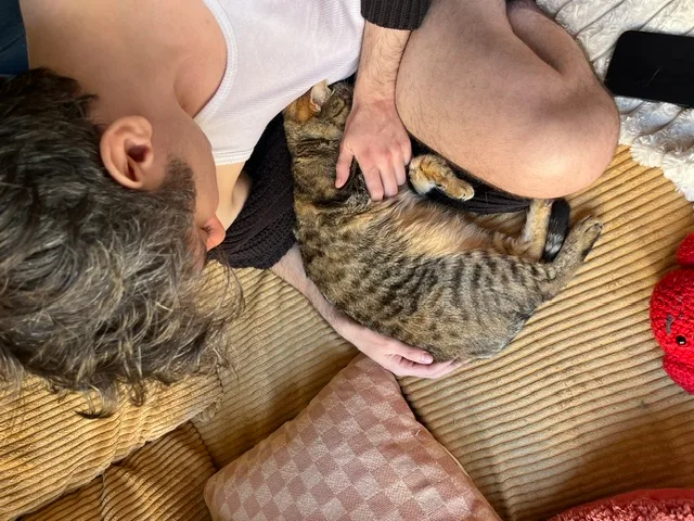Colin (Tuxedo) and Mary (Tabby) thumbnail 4