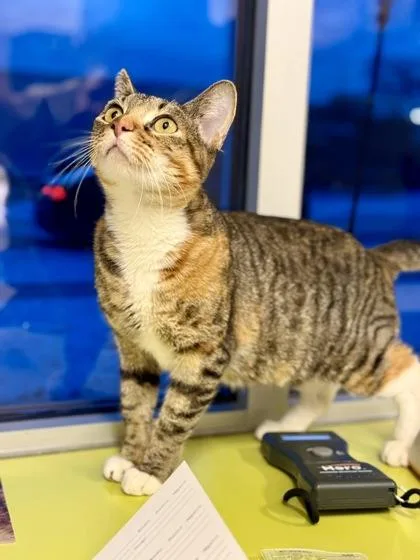 Horchata thumbnail 3