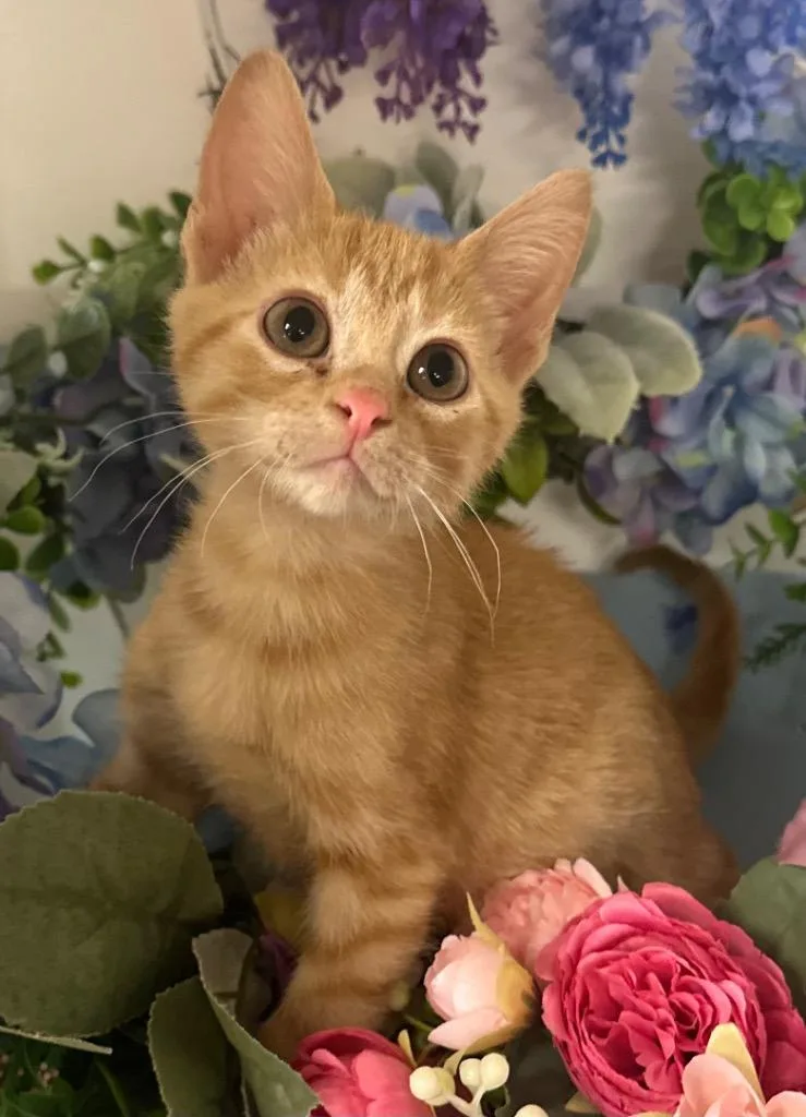 A young small-sized female Domestic Short Hair cat named Poppy for adoption in Stillwater, OK