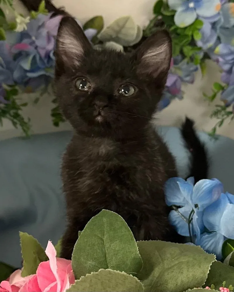 A baby small-sized male Domestic Short Hair cat named Stewart for adoption in Stillwater, OK