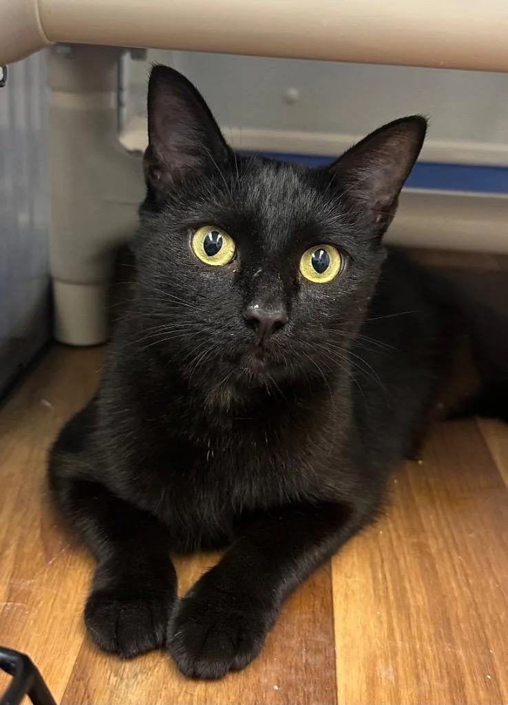 An adult small-sized female Manx cat named Momma Sonic for adoption in Stillwater, OK