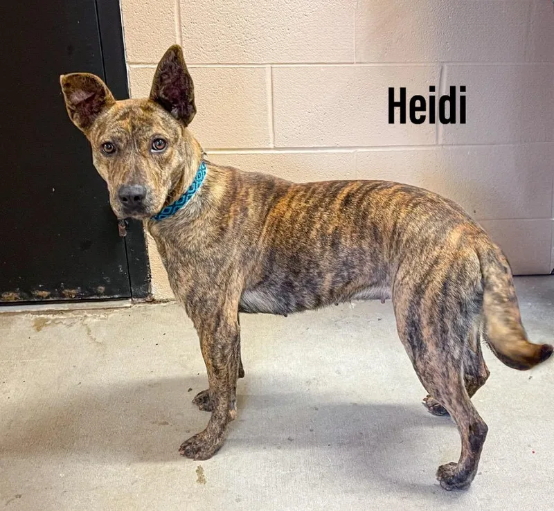 Heidi