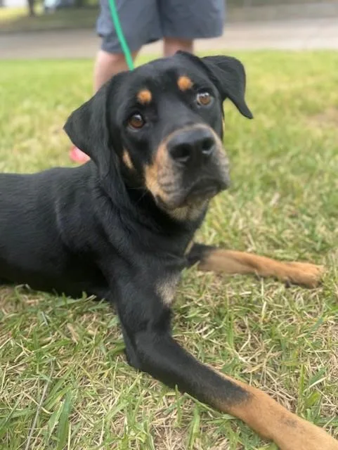An adult medium-sized male Black Rottweiler dog named Zeke for adoption in Houston, TX