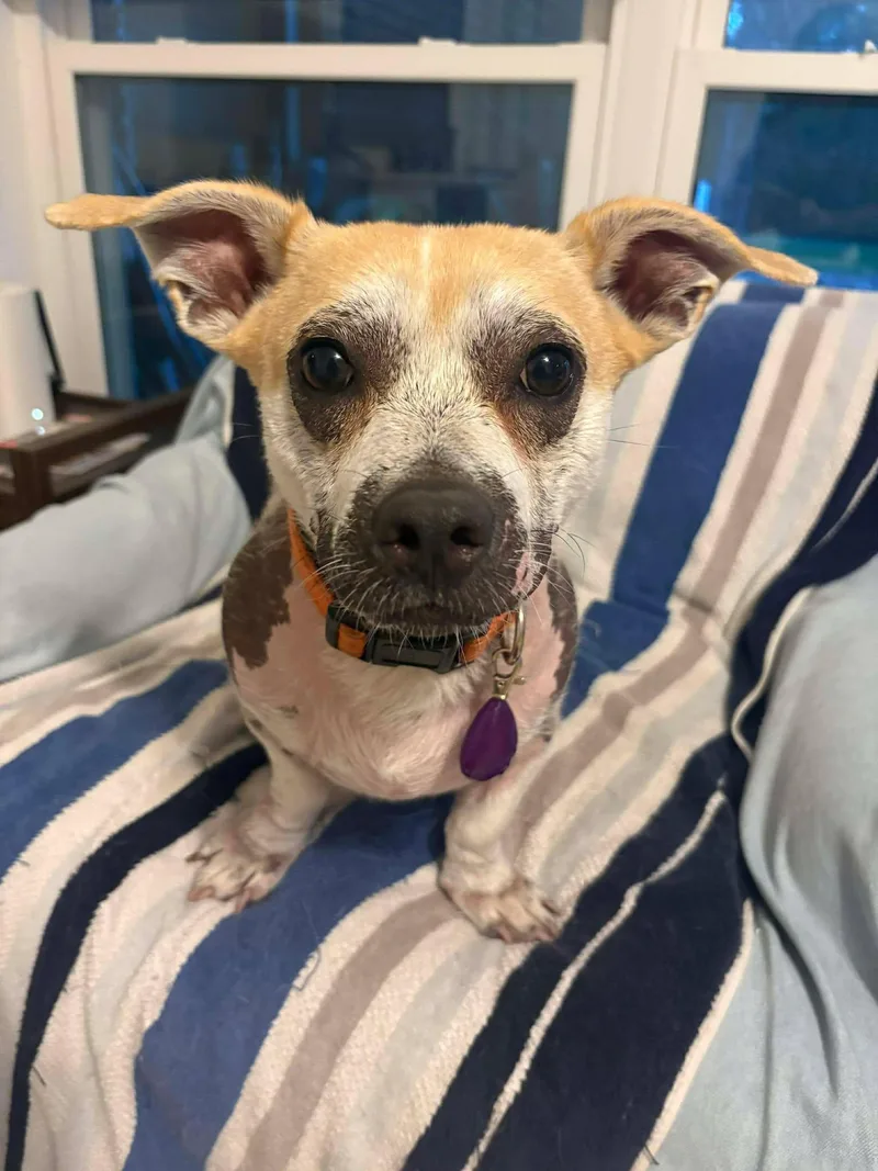 An adult small-sized male Apricot / Beige Terrier dog named Percy for adoption in Houston, TX