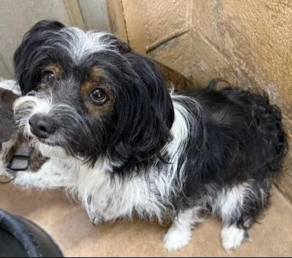 Shamus