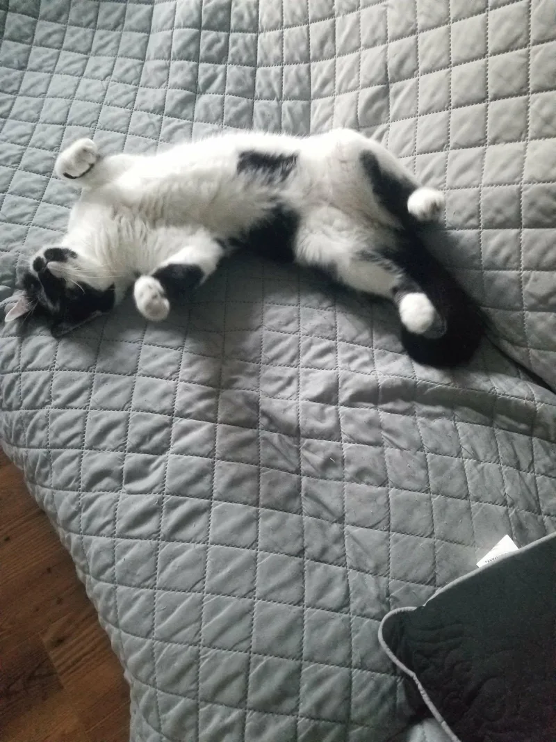 Spotty Dotty thumbnail 2