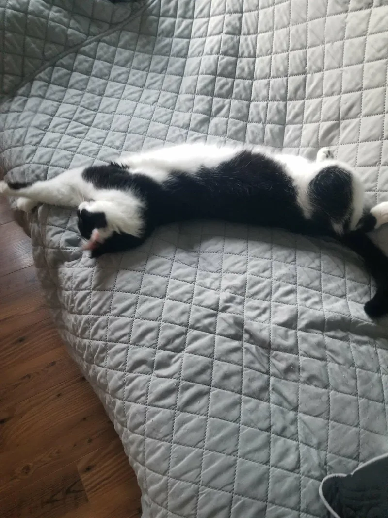 Spotty Dotty thumbnail 3