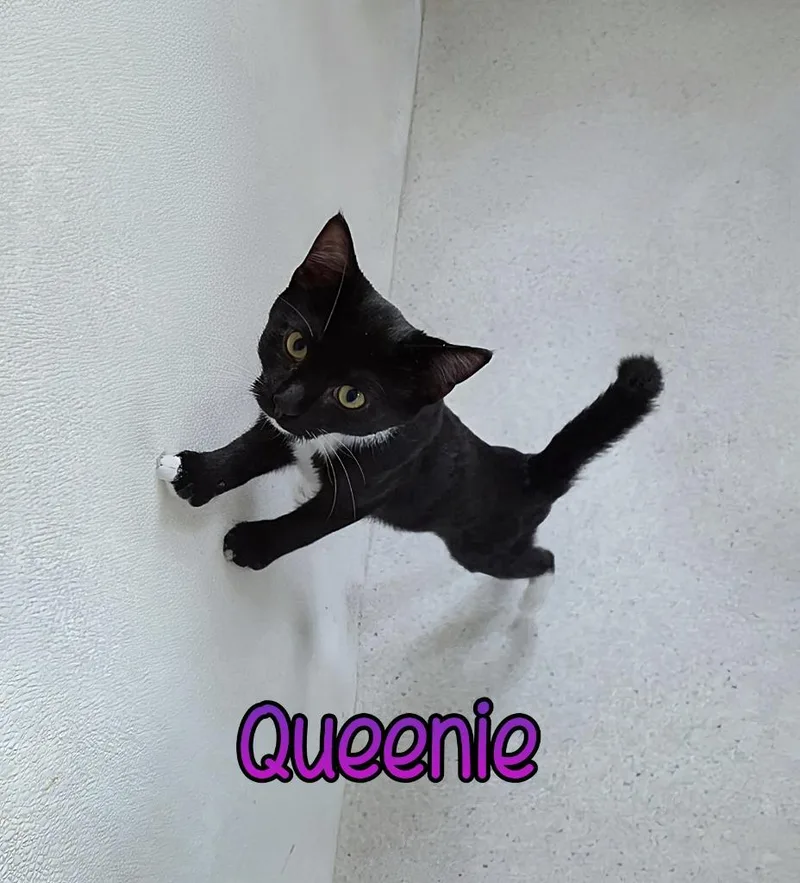 Queenie