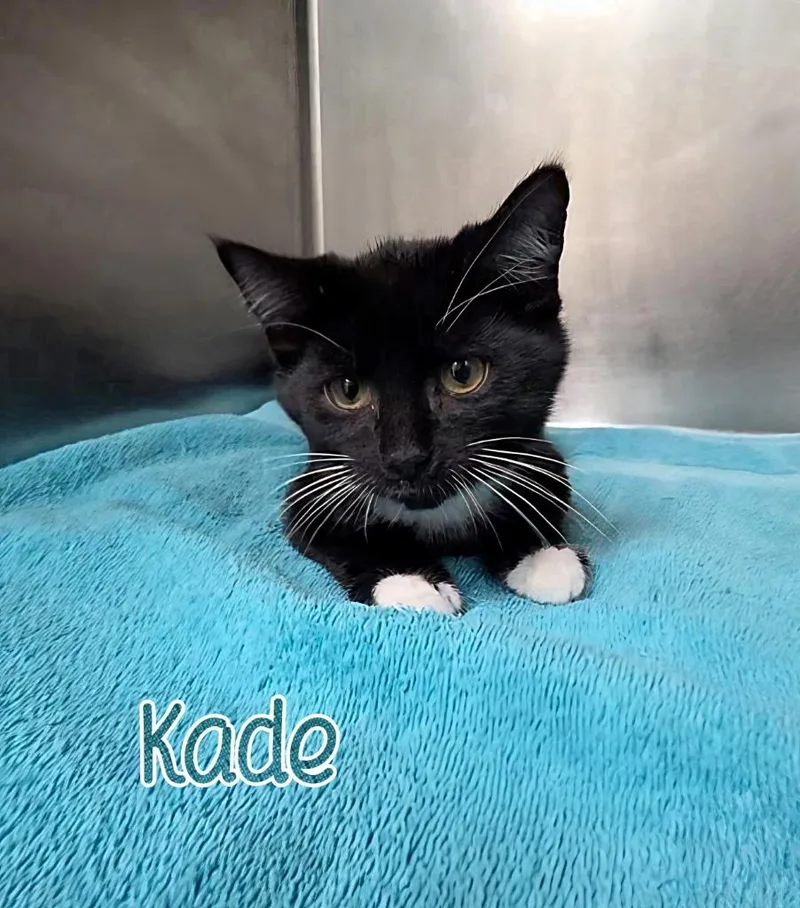 Kade