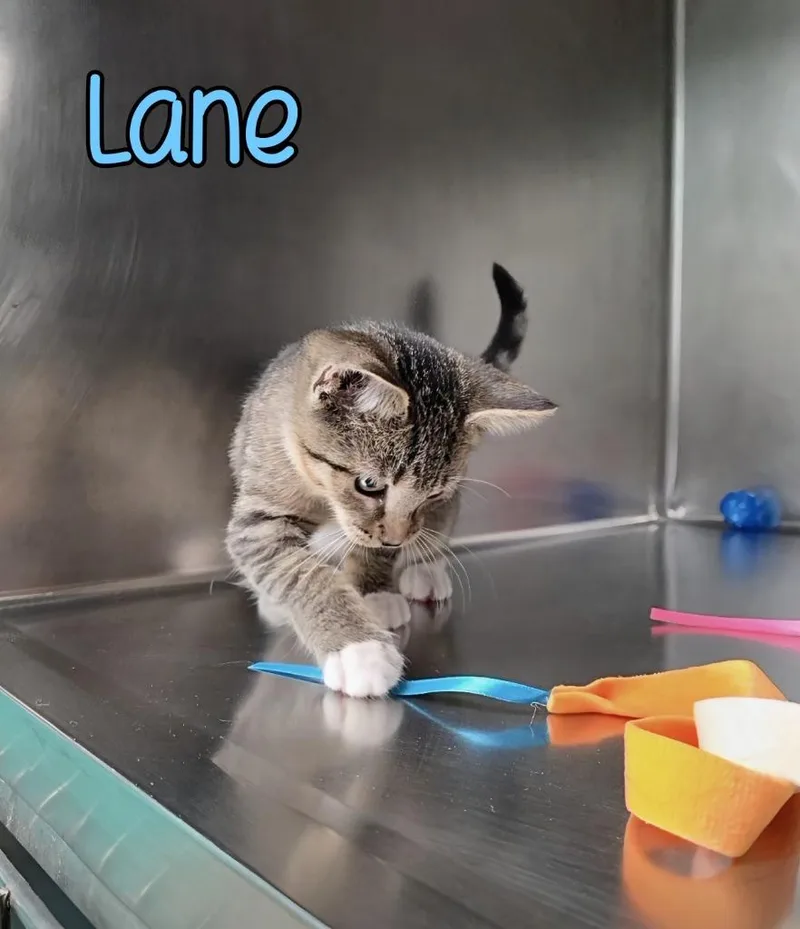 Lane thumbnail 5