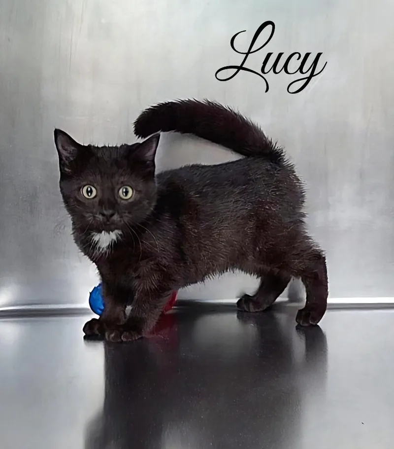 Lucy thumbnail 2