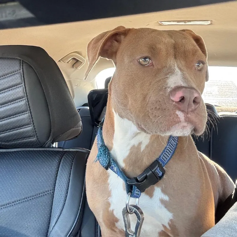 Mavericks thumbnail 2