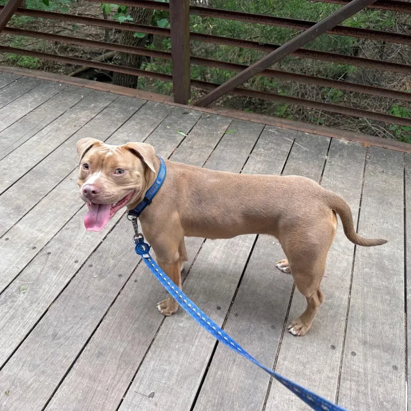 Mavericks thumbnail 3