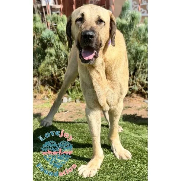 Triton Coh thumbnail 3