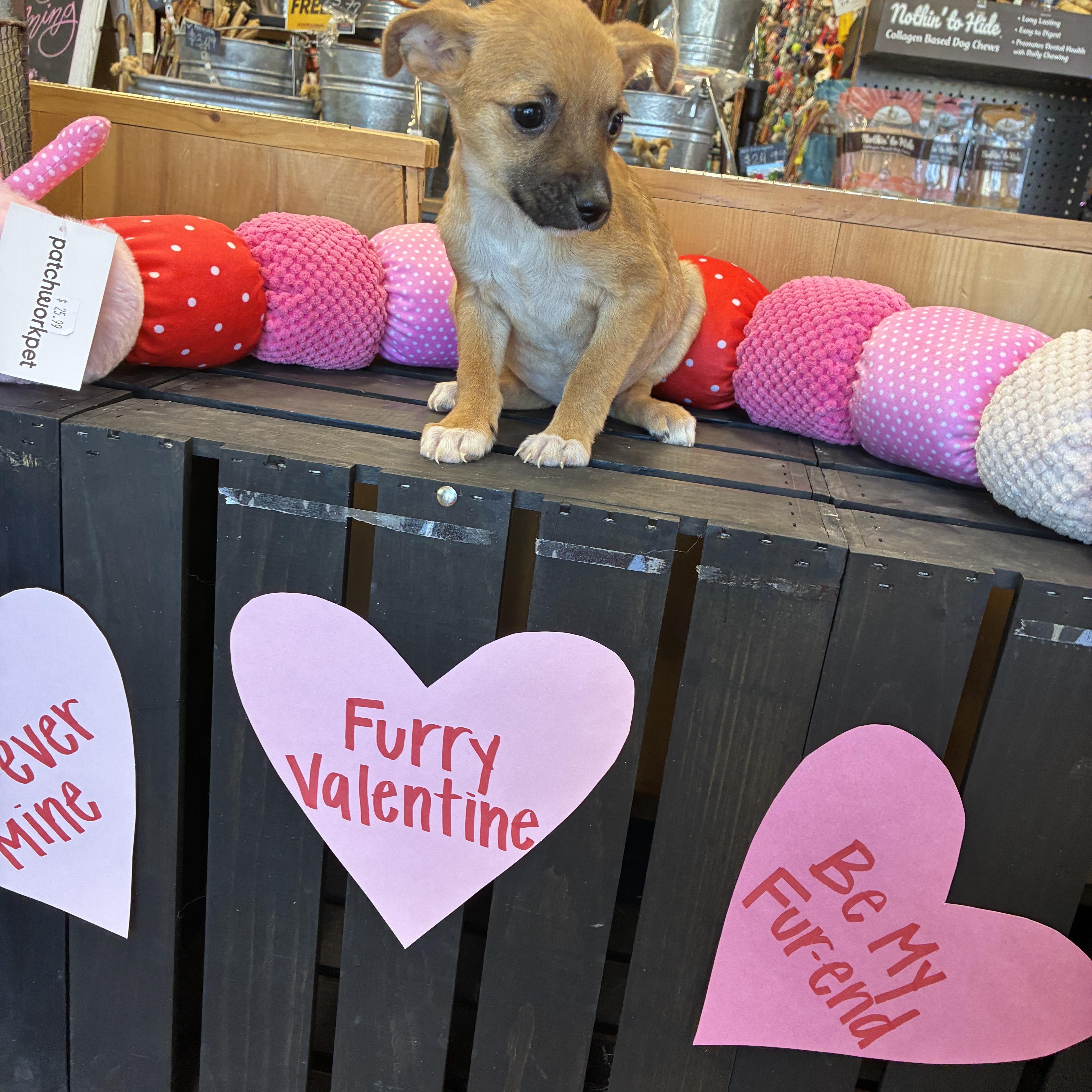 Edinburgh Puppies thumbnail 2