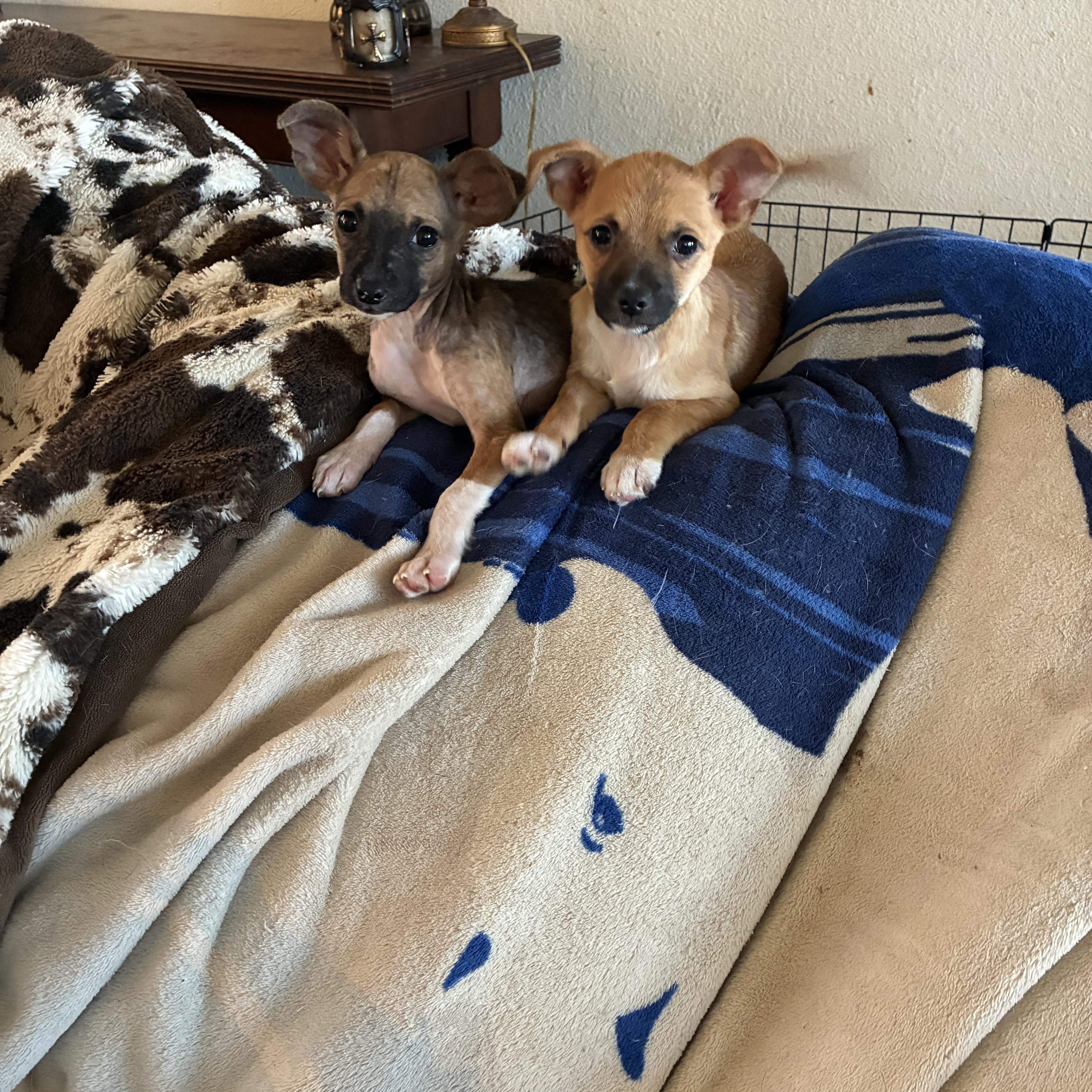 Edinburgh Puppies thumbnail 3