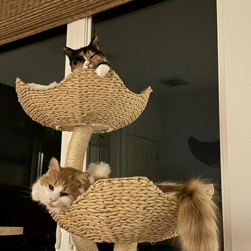 Clair De Lune & thumbnail 3