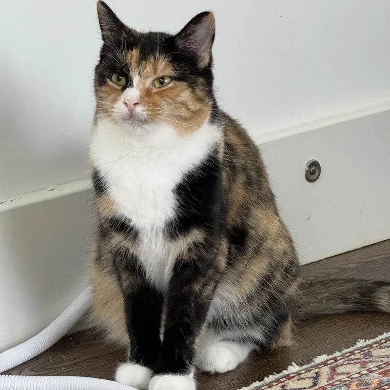 Clair De Lune & thumbnail 4