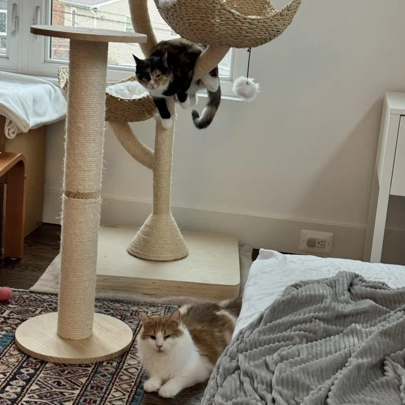 Clair De Lune & thumbnail 5