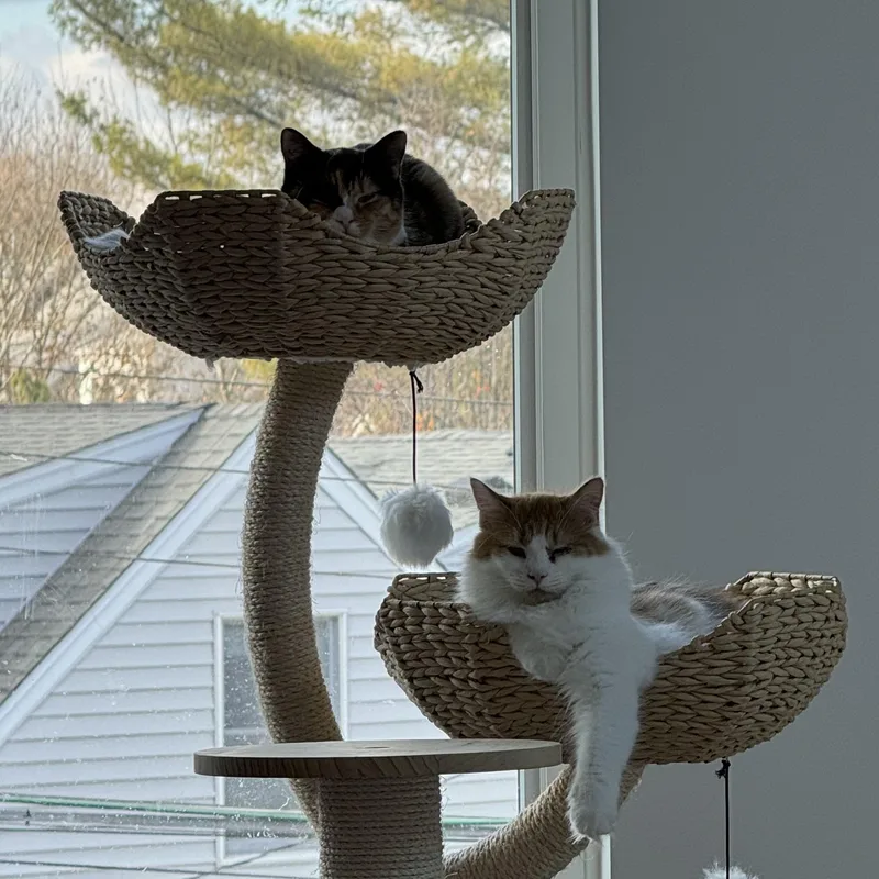 Clair De Lune & thumbnail 6