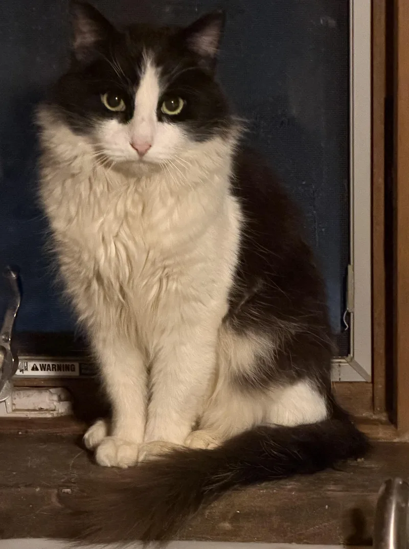 A young large-sized male Black & White / Tuxedo Maine Coon cat named Trevor for adoption in Churchville, PA
