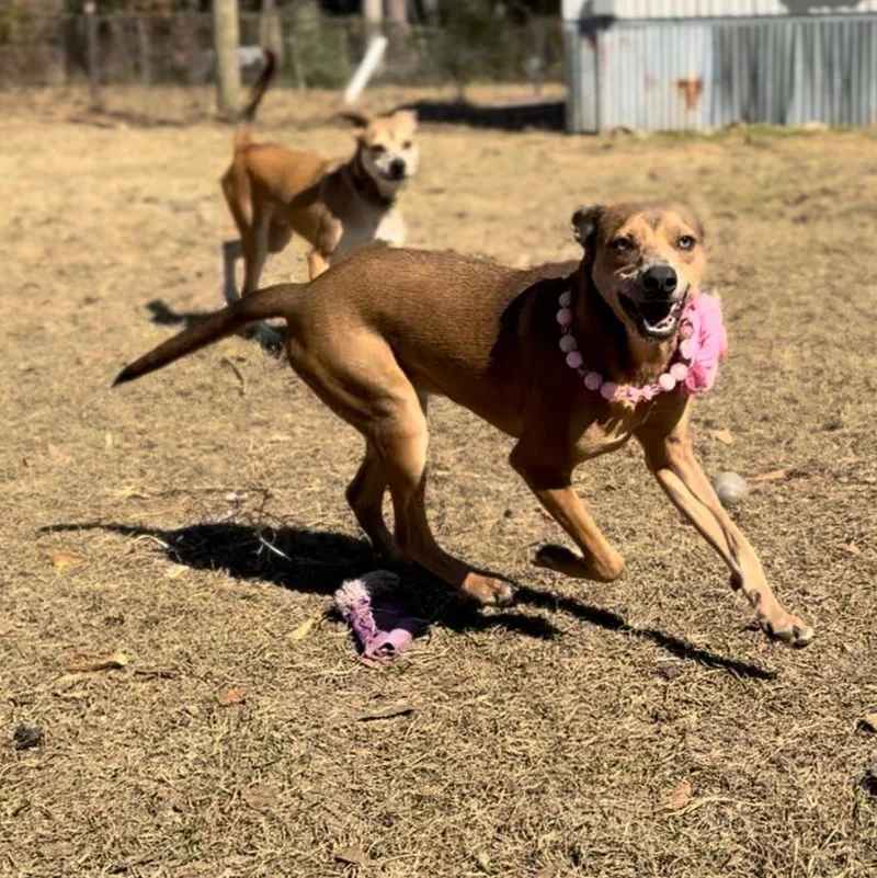 Jade Moon thumbnail 2