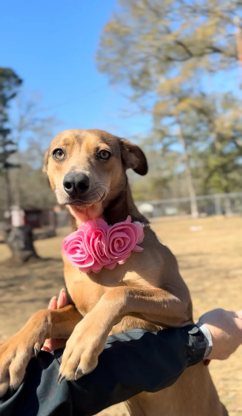 Jade Moon thumbnail 5