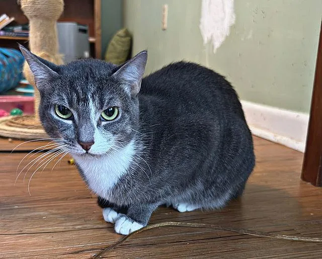 Renesmee thumbnail 2