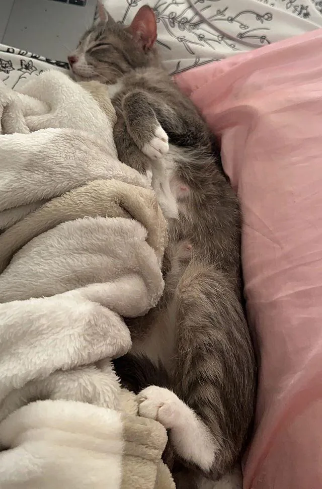 Renesmee thumbnail 3