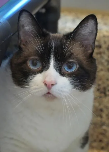 Lil` Sis thumbnail 2