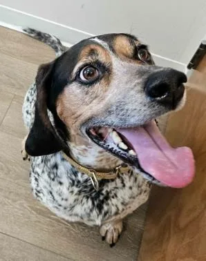 An adult large-sized male Brown / Chocolate Coonhound dog named Baaghi for adoption in Annapolis, MD