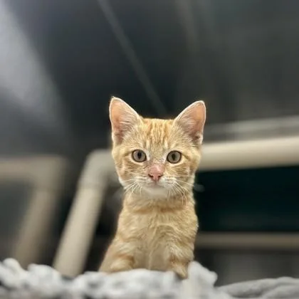 Flapjack thumbnail 2