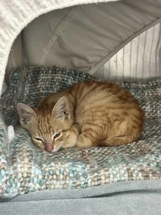 Flapjack thumbnail 3