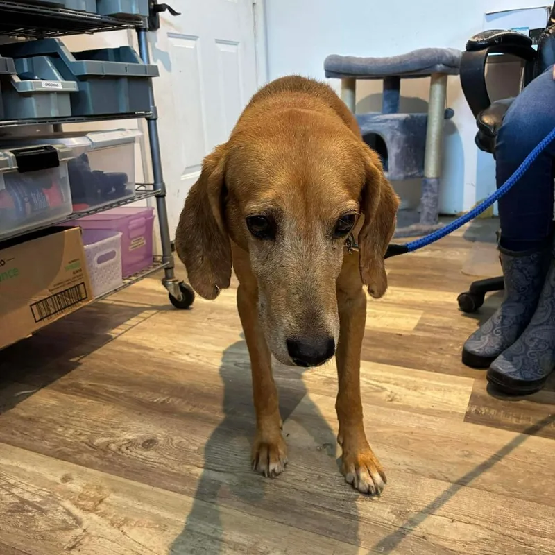 A senior medium-sized male Brown / Chocolate Hound dog named Buddy for adoption in Laurel, MS
