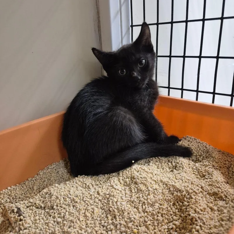 A baby small-sized female Black Domestic Short Hair cat named Ruri for adoption in Upland, CA