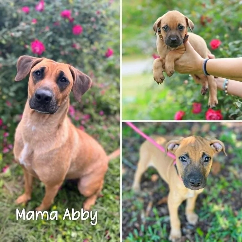 A baby large-sized male Yellow / Tan / Blond / Fawn Belgian Shepherd / Malinois dog named Mal for adoption in Gulfport, MS