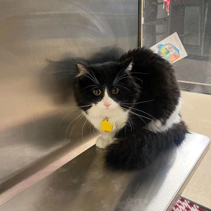 A young medium-sized male Domestic Long Hair cat named Oreo A for adoption in Plano, TX