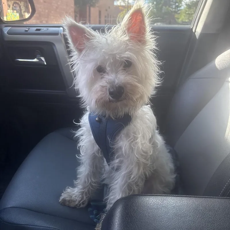 A young small-sized male White / Cream Miniature Schnauzer dog named Winston for adoption in Fort Collins, CO