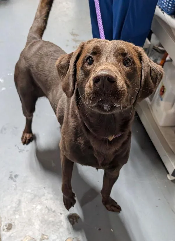 An adult large-sized male Labrador Retriever dog named Barry for adoption in Dallas, GA