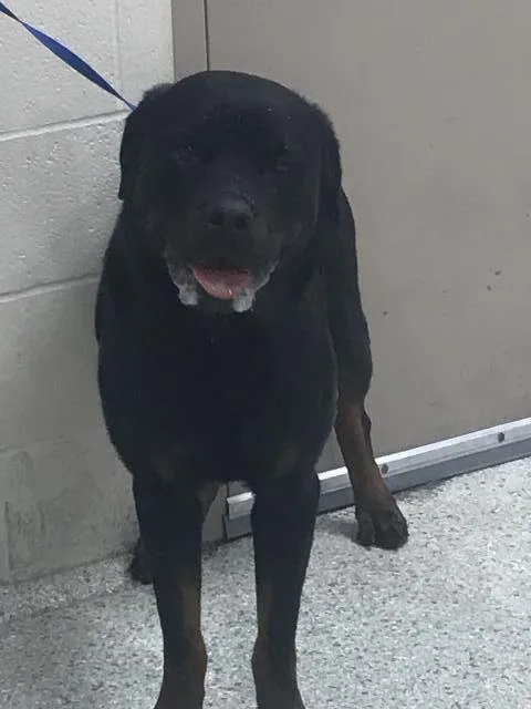 A young large-sized male Rottweiler dog named Latrell for adoption in Conroe, TX