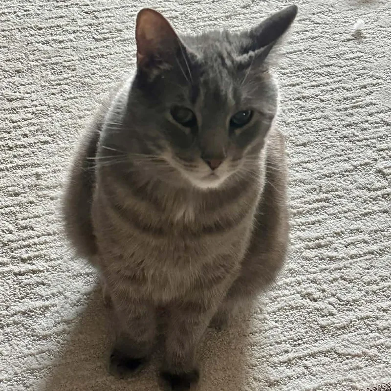 Bebe