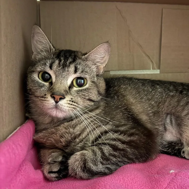 A young medium-sized female Gray / Blue / Silver Domestic Short Hair cat named Mama Mysty for adoption in Ballston Spa, NY