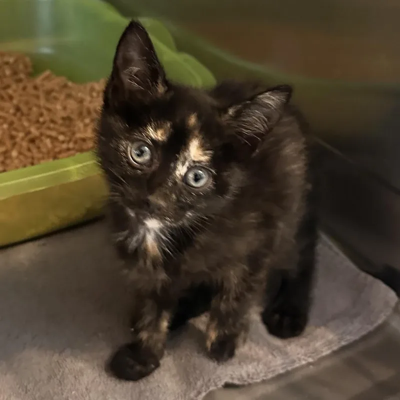A baby small-sized female Tortoiseshell Domestic Short Hair cat named Notebook for adoption in Rocky Mount, VA