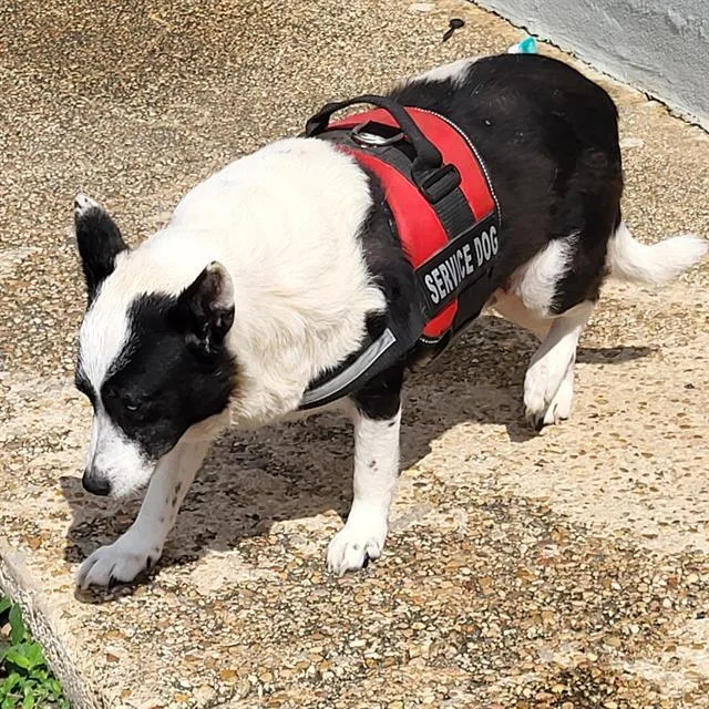 A young medium-sized female Border Collie dog named Krimson for adoption in San Antonio, TX