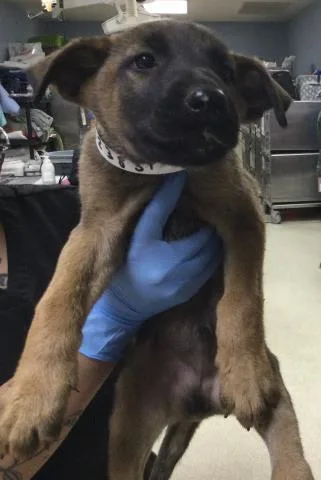 A baby small-sized female German Shepherd Dog dog named Lola for adoption in Riverside, CA