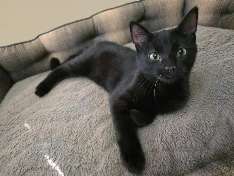 Shadow & Ash thumbnail 2