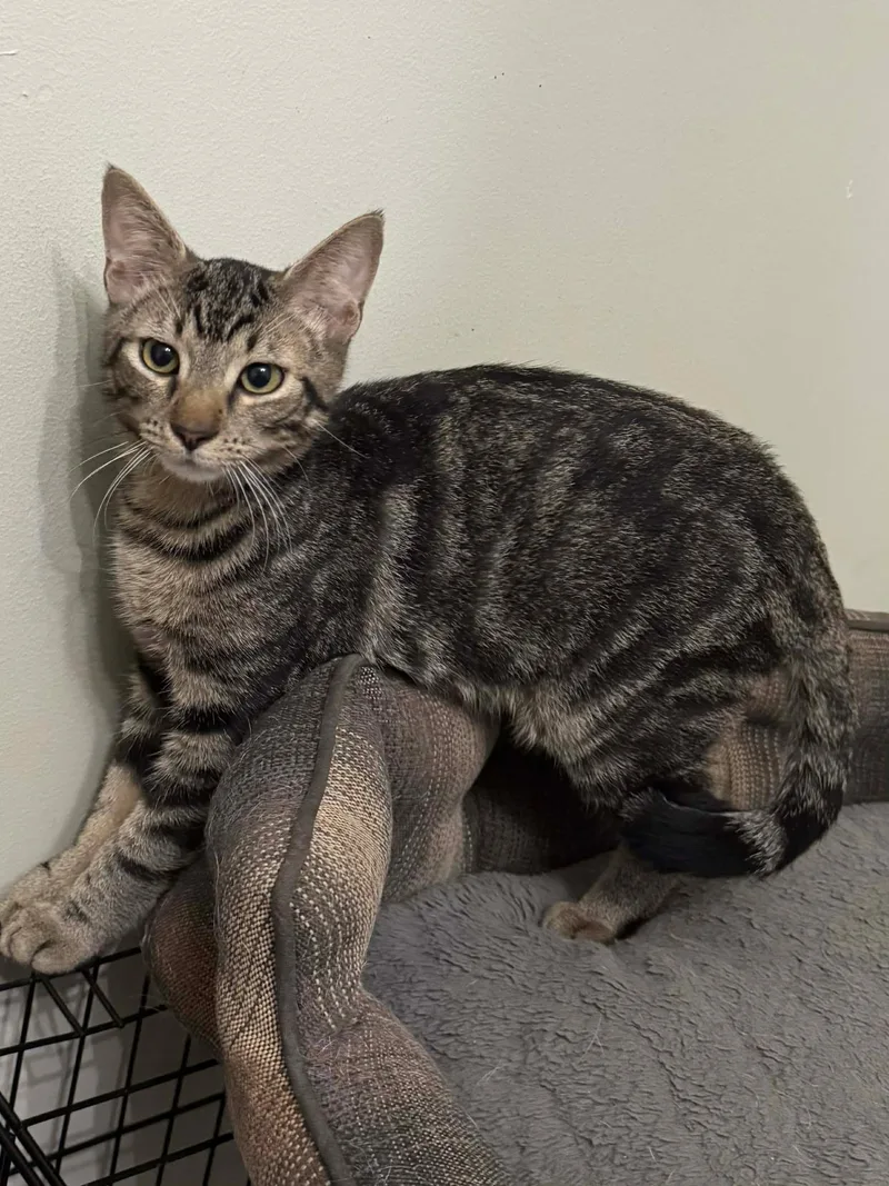 Shadow & Ash thumbnail 3