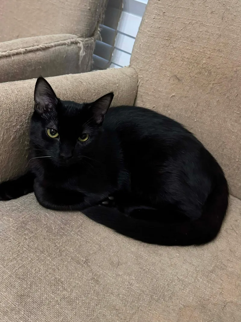 Shadow & Ash thumbnail 4