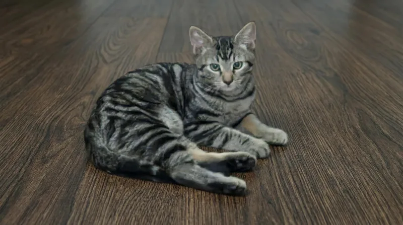 Shadow & Ash thumbnail 6