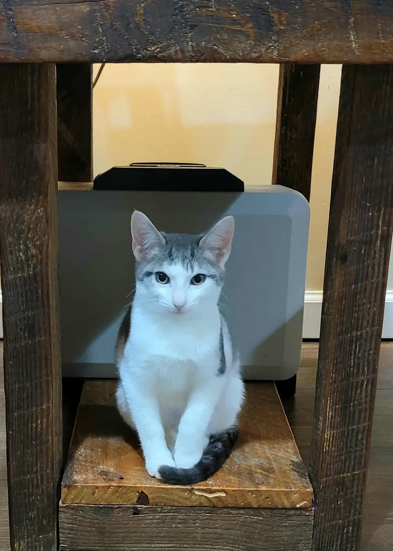 Simon & Baxter thumbnail 3